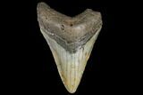 Fossil Megalodon Tooth - North Carolina #130740-2